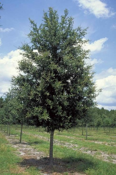 Cathedral Oak 65G []